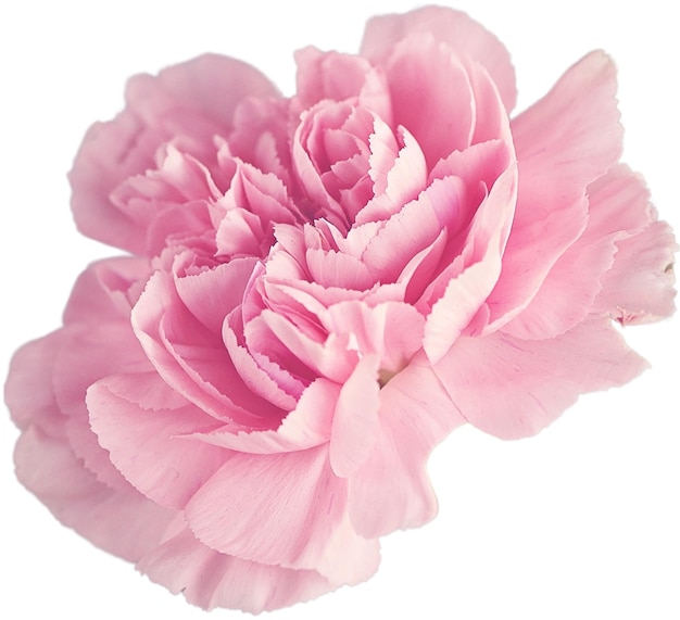 Isolierte rosa Nelkenblüte