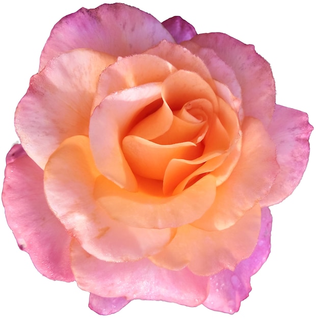 Isolierte rosa Rosenblüte