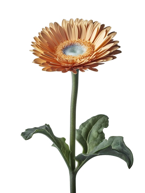 Isolierte Schönheit Eine einzelne Blume mit markantem Rand auf transparentem Hintergrund