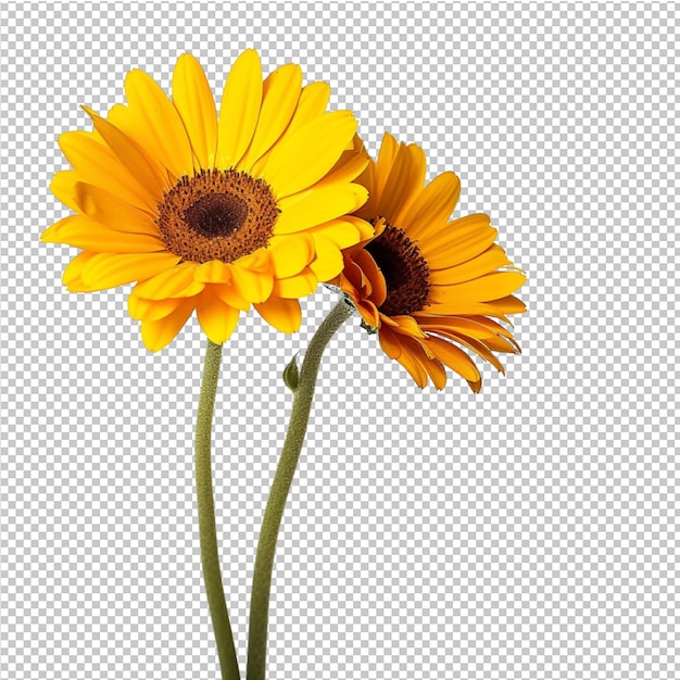 PSD isolierte sonnenblume