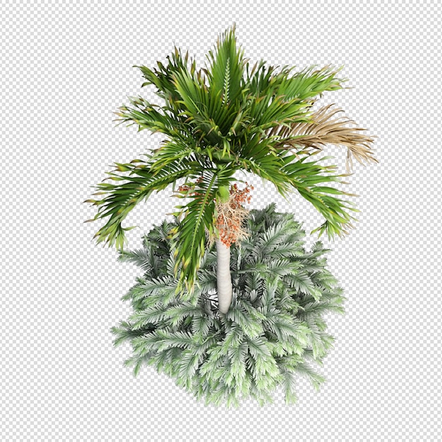 Isolierte tropische palme in 3d-rendering