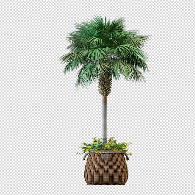 Isolierte tropische Palme in 3D-Rendering