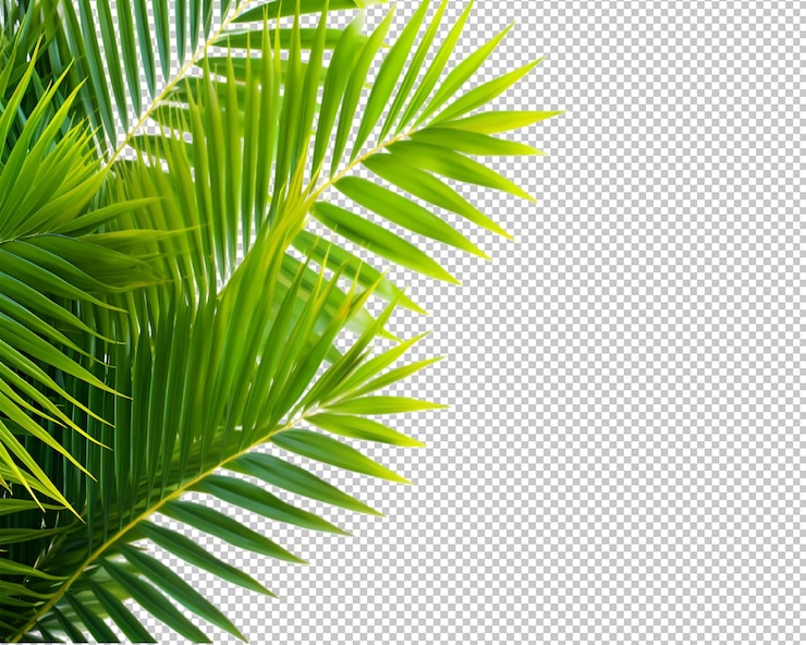 PSD isolierte tropische pflanze und baum auf transparentem hintergrund