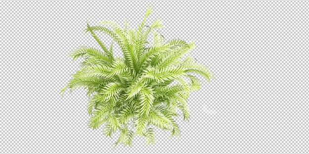 isolierte tropische Pflanze und Baum auf transparentem Hintergrund