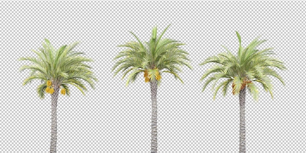 Isolierte tropische pflanze und kokospalme auf transparentem hintergrund