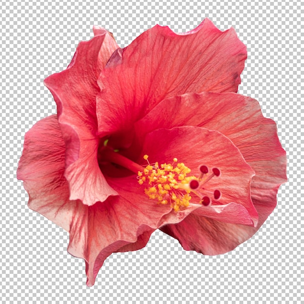 Isolierte Wiedergabe der roten Hibiskusblüte