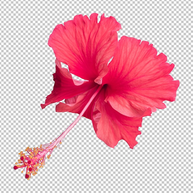 Isolierte Wiedergabe der roten Hibiskusblüte