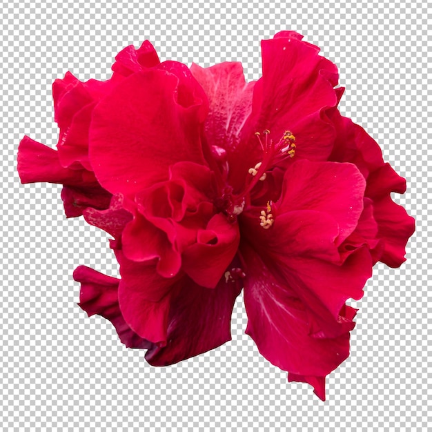 Isolierte Wiedergabe der roten Hibiskusblüte