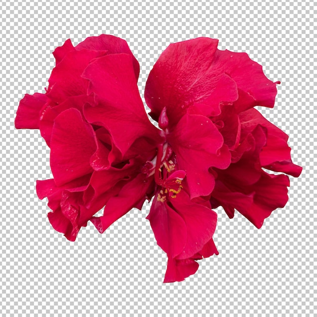 Isolierte Wiedergabe der roten Hibiskusblüte