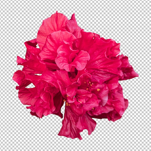 Isolierte Wiedergabe der roten Hibiskusblüte