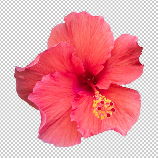 PSD isolierte wiedergabe der roten hibiskusblüte