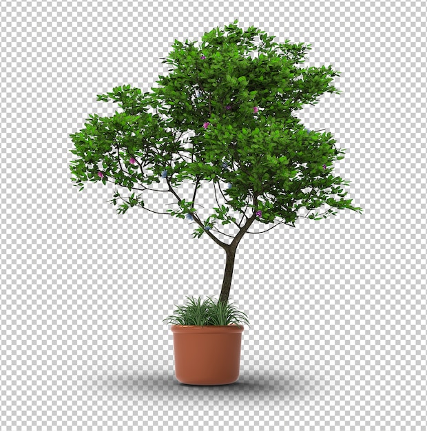Isolierter Baum. Transparente Wand. Vorderansicht.