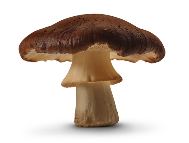 Isolierter Pilz