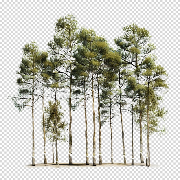 Isolierter png-wald auf durchsichtigem hintergrund für den internationalen tag der wälder