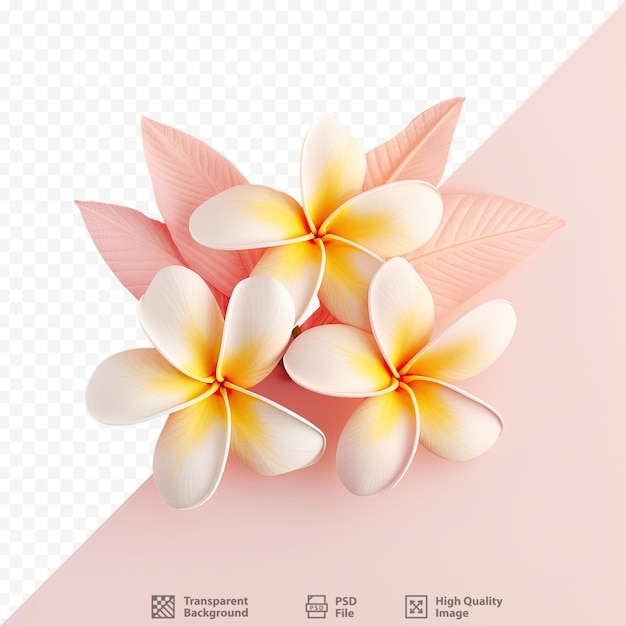 PSD isolierter transparenter hintergrund mit plumeria- oder frangipani-blüten