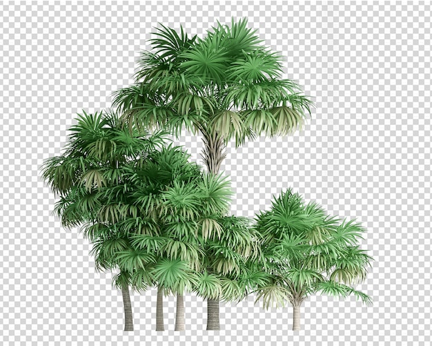 Isolierter tropischer baum in 3d-rendering