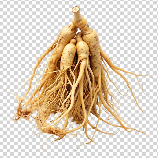 PSD isoliertes ginseng auf durchsichtigem hintergrund