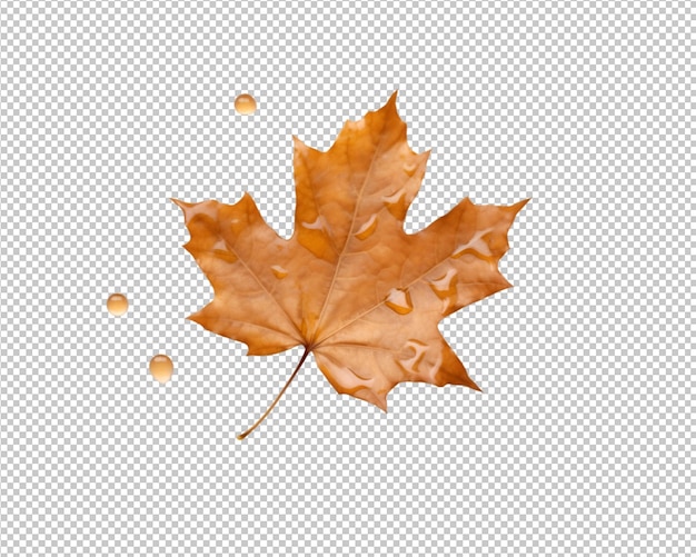 isoliertes Herbstblatt auf transparentem Hintergrund