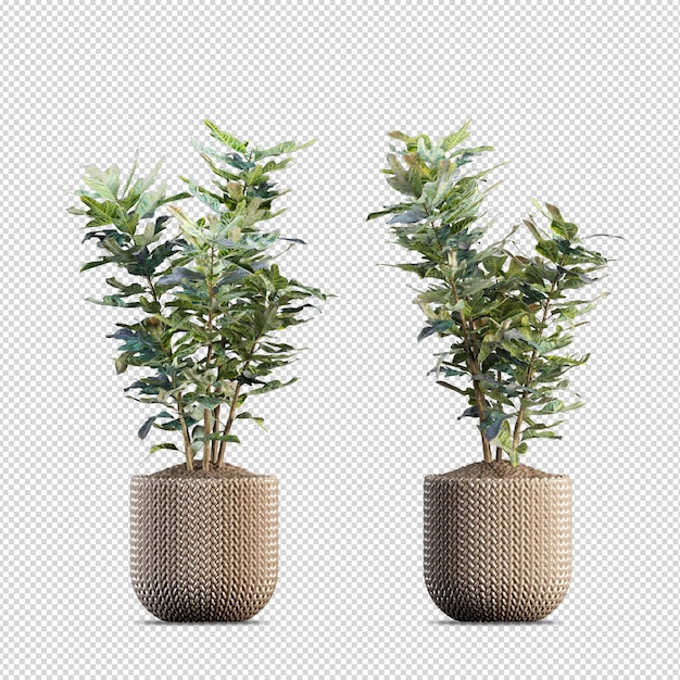 Isometric plant 3d rendering