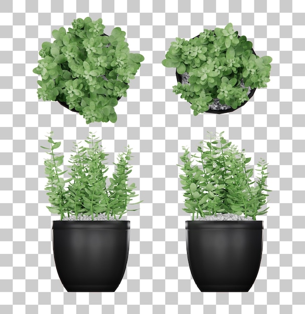 Isometrische 3D-Rendering-Innendekoration der Pflanze