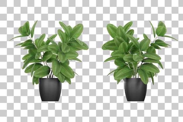 Isometrische 3D-Rendering-Innendekoration der Pflanze