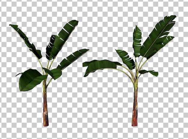 Isometrische Bananenbäume 3D-Rendering