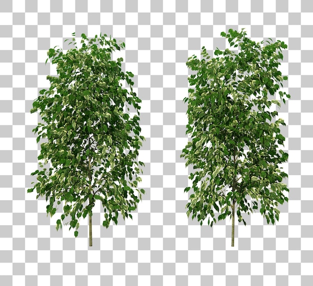Isometrische grüne pflanze 3d-rendering
