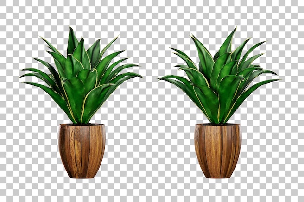 Isometrische pflanze topf 3d-rendering