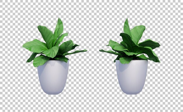 Isometrische Pflanzensatz 3D-Rendering-Elemente