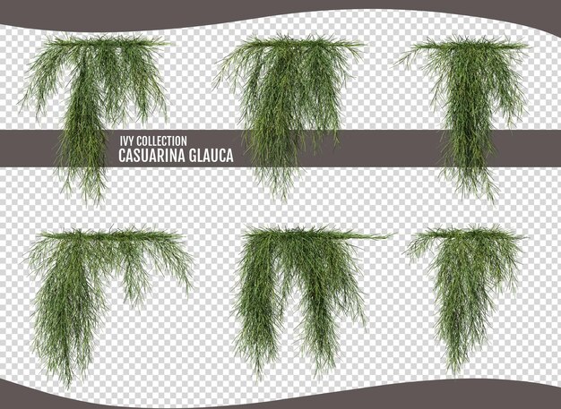 Ivy Casuarina glauca en un fondo transparente