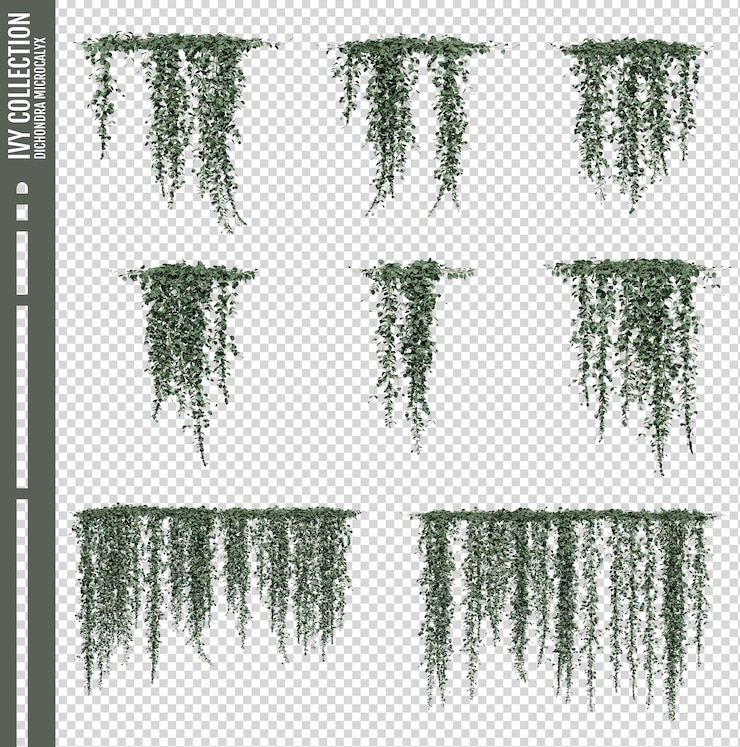 PSD ivy dichondra microcalyx on a transparent background