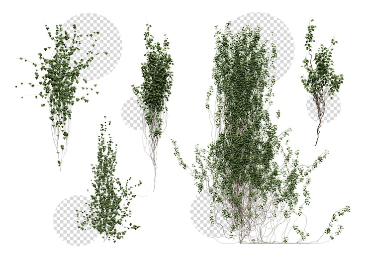 PSD ivy on a transparent background
