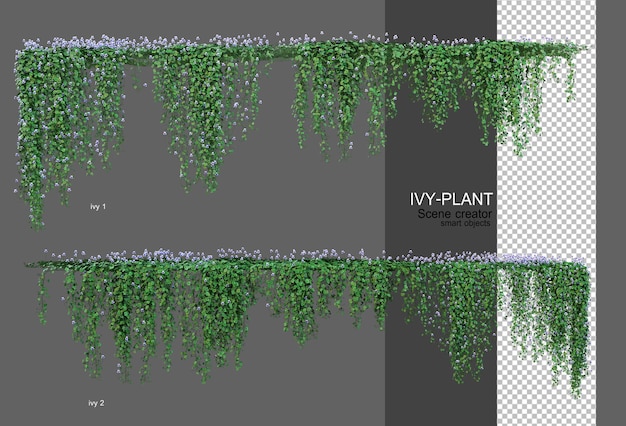 Ivy tem uma grande variedade de flores
