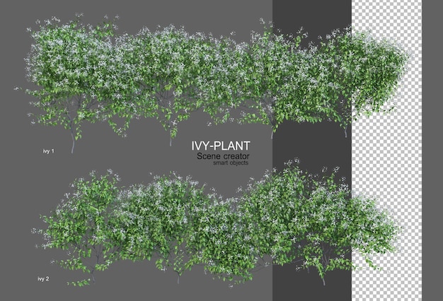 Ivy tiene una amplia variedad de flores.