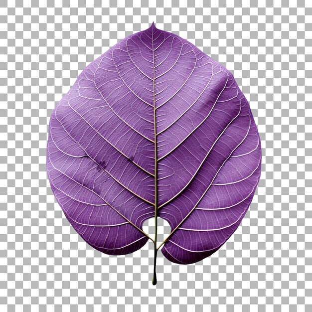 PSD jacaranda-blatt auf durchsichtigem hintergrund