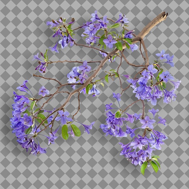 Jacaranda-Zweig stößt und breitet sich mit blauem oder lila Flo isolierter Baumzweig auf sauberem BG aus