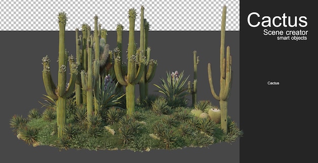 PSD jardín de cactus variedad pequeña