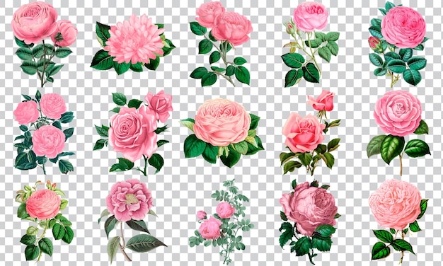 PSD jardin rose des souvenirs clipart de belles fleurs modernes en 3d aux couleurs vives