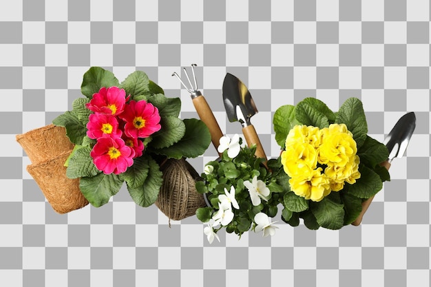 Jardinage Des prémules colorées et des outils de jardinage mettent en valeur les éléments essentiels du printemps magnifiquement isolés sur PNG blanc