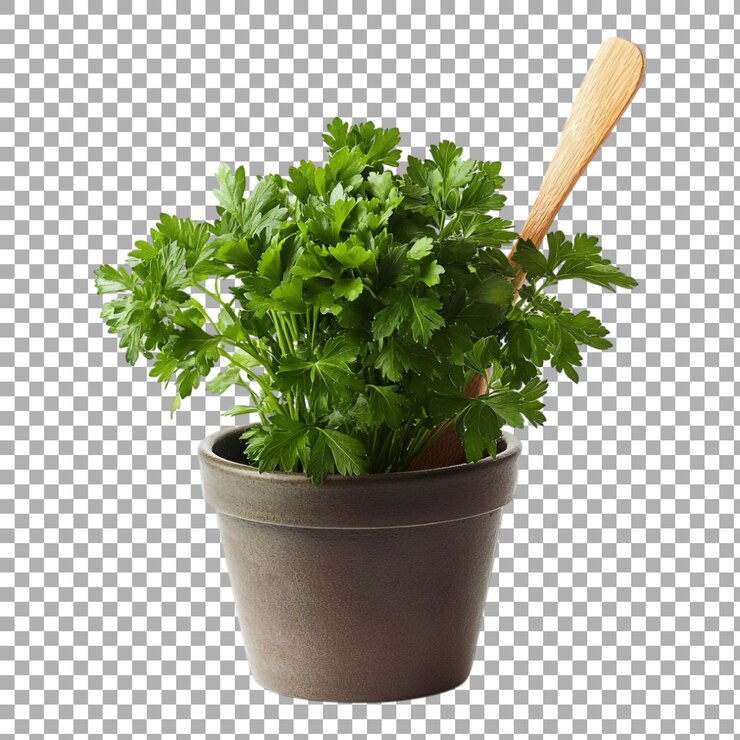 PSD jarro de perejil de png con una cuchara de madera y una planta contra un fondo transparente