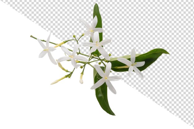 PSD jasminblüte png