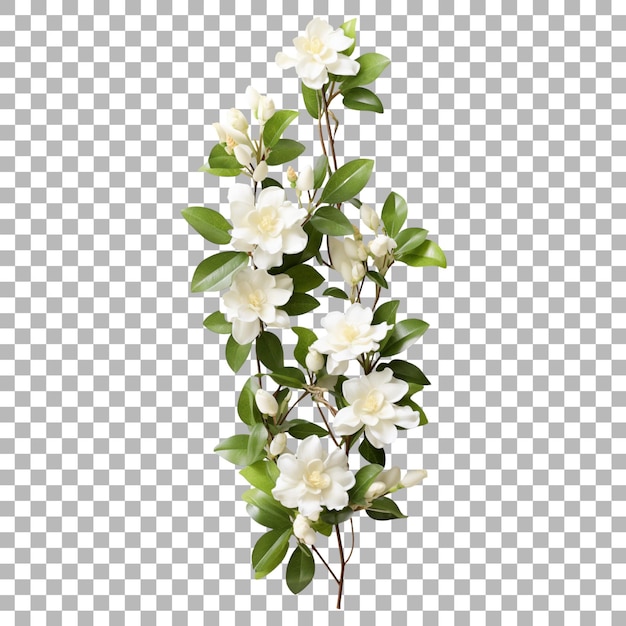 Jasmine sur un fond transparent