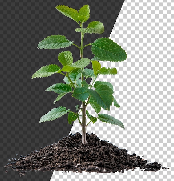PSD une jeune plante verte émergeant d'un sol riche sur un fond transparent