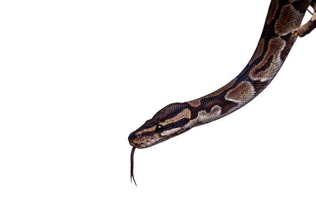 Un joli portrait de serpent de compagnie