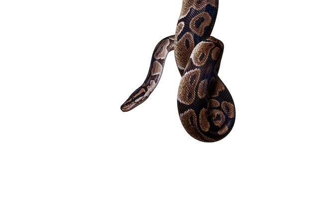 Un joli portrait de serpent de compagnie