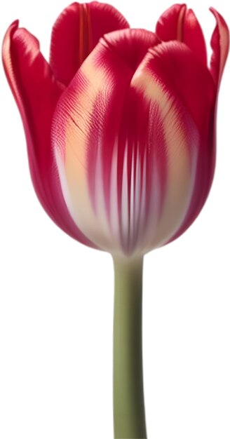 PSD une jolie icône de fleur de tulipe