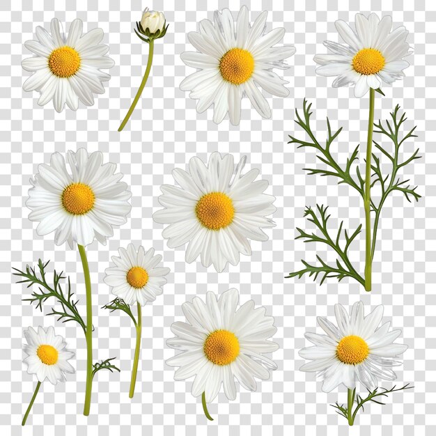 juego de camomile