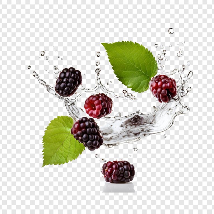 PSD juicy blackberries splashing in water fresh fruit nature
