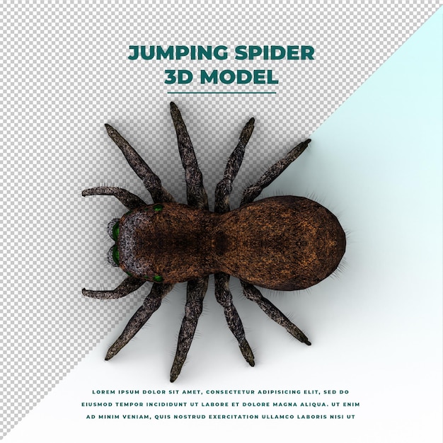 PSD jumping spider