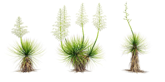 Jungle Thompsons yucca trees shapes cutout 3d render